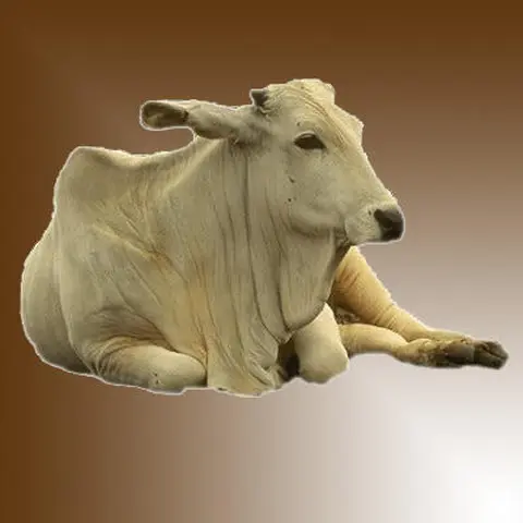 naafo / boeuf (bovin, vache) / cow (bovine, ox)