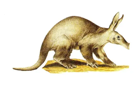 tãnturi / oryctérope (fourmilier) / aardvark