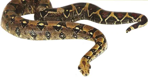wag-kẽoonfo (wag-kẽema) / python des rochers / Rock Python