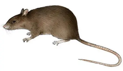 rayʋʋga / rat voleur (rat de Gambie) / gian Gambian rat
