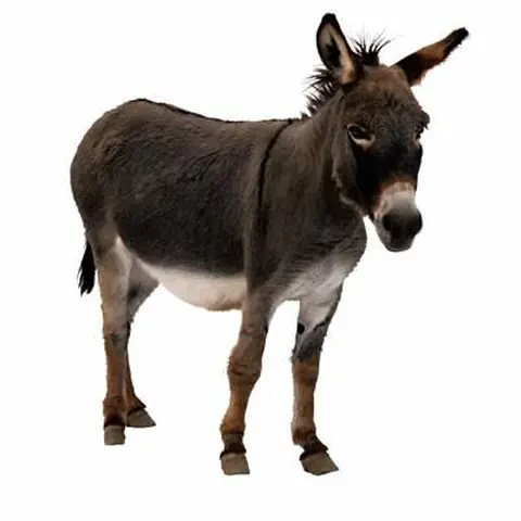 bõanga / âne / donkey