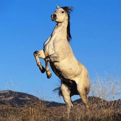 weefo / cheval / horse