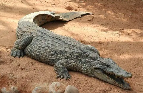 yẽbga / crocodile (caïman) / crocodile
