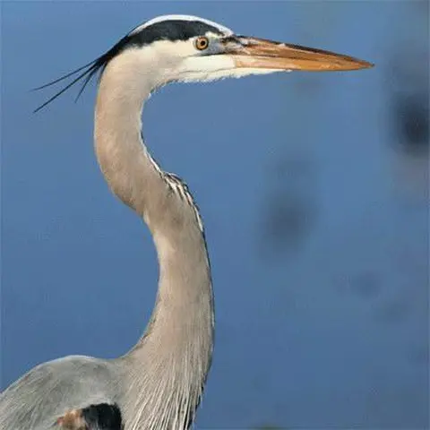 raongo / héron cendré / grey heron