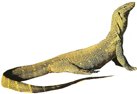 wʋʋga / varan du NIl / Nile monitor