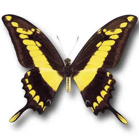 pilimpiuku (pilimpi) / papillon / butterfly
